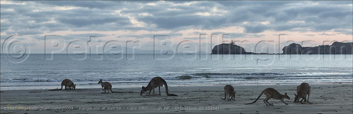 Peter Bellingham Photography Kangaroos at sunrise - Cape Hillsborough NP - QLD (PBH4 00 15204)